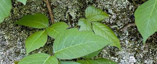 Poison Ivy Safety Tips from TFMoran Survey Department