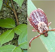 Safety First: ‘Tis the Season for Poison Ivy and Tick Bites