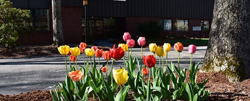 Tulips at TFMoran-Bedford