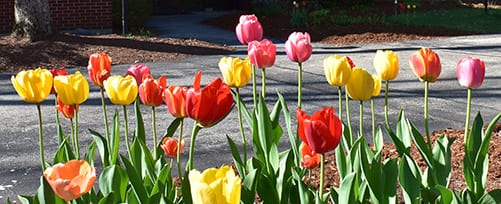 Tulips at TFMoran-Bedford