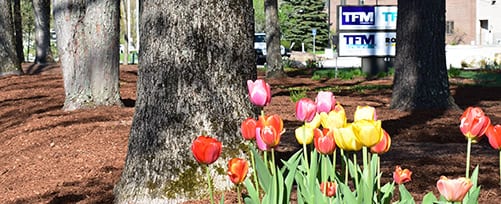 Tulips at TFMoran-Bedford