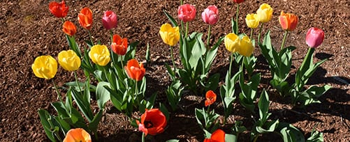 Tulips at TFMoran-Bedford