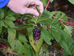 A Day in the Field to Identify Invasive Species